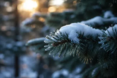 Snowy Pine Branch in Winter Forest