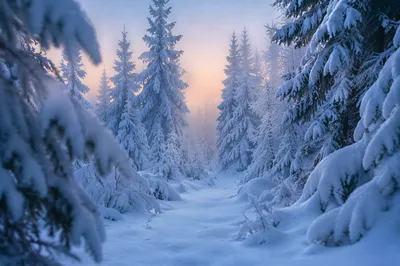 Snow Covered Pine Forest Winter Path