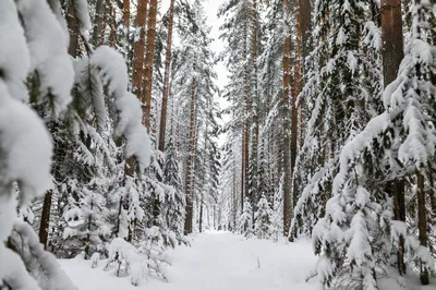Snow Covered Pine Forest Winter Path