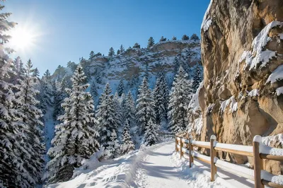 Snowy Pine Canyon Winter Wonderland