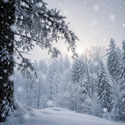 Quiet Snowfall Over Evergreen Winter Forest