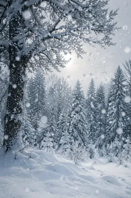 Quiet Snowfall Over Evergreen Winter Forest