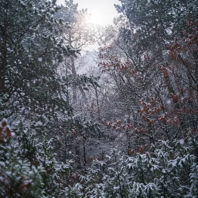 Peaceful First Snowfall in Winter Woodland