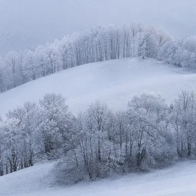 Peaceful Snowfall Over Winter Trees