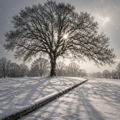 Peaceful Snowfall Over Winter Park Tree