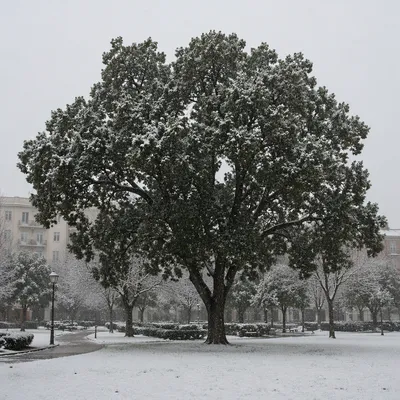 Peaceful Snowfall Over Winter Park Trees