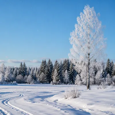 Peaceful Snowfall Over Winter Woodland Meadow