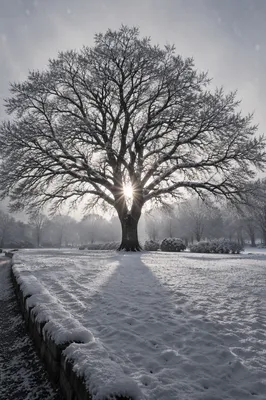 Peaceful Snowfall Over Winter Park Tree