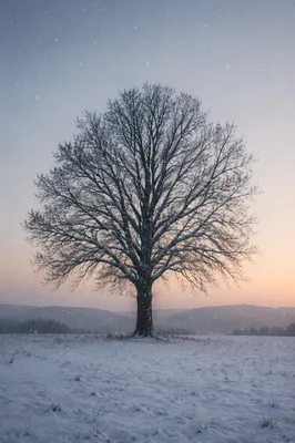 Peaceful Snowfall Over Winter Tree at Dusk