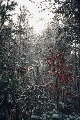Peaceful Early Winter Snowfall in Pine Woods