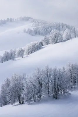 Peaceful Snowfall Over Frosted Winter Trees