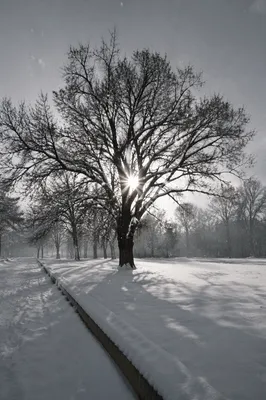 Peaceful Snowfall Over Winter Park Tree