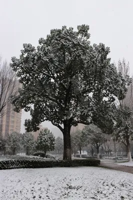 Peaceful Snowfall Over Winter Park Trees