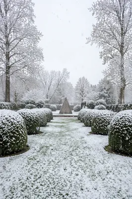 Peaceful Snowfall Garden with Winter Trees