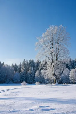 Peaceful Snowfall Over Winter Woodland Meadow