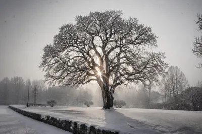 Peaceful Snowfall Over Winter Park Tree