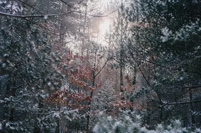 Peaceful Early Winter Snowfall in Pine Woods
