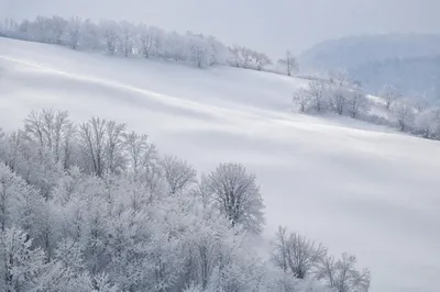 Peaceful Snowfall Over Winter Trees