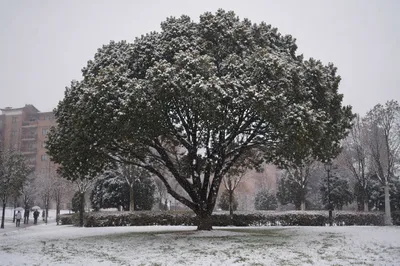 Peaceful Snowfall Over Winter Park Trees