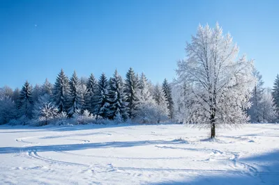 Peaceful Snowfall Over Winter Woodland Meadow