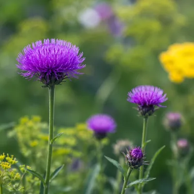 Purple Wildflowers in Peaceful Spring Garden