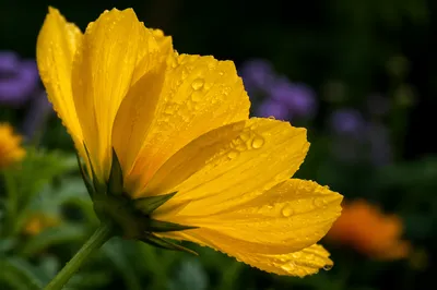 Dewy Yellow Spring Blossom Macro