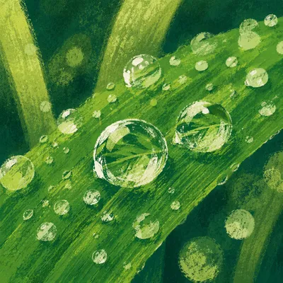 Spring Raindrops on Vibrant Green Leaf