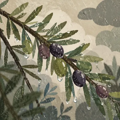 Spring Raindrops on Evergreen Leaves