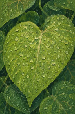 Spring Raindrops on Heart Shaped Leaves
