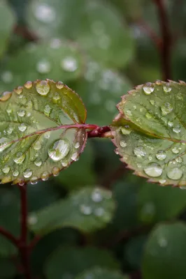 Spring Raindrops on Fresh Green Leaves