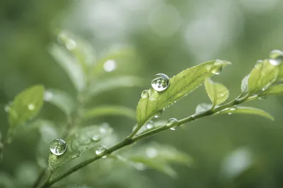 Spring Raindrops on Fresh Green Leaves