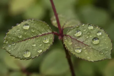 Spring Raindrops on Fresh Green Leaves