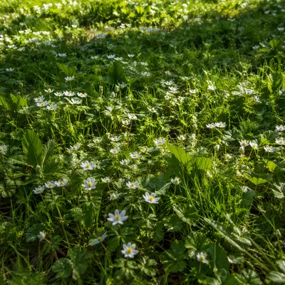 Spring Raindrops on Fresh Green Meadow