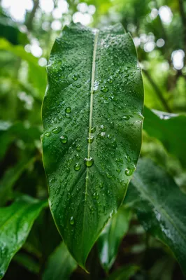 Spring Raindrops on Fresh Green Leaf