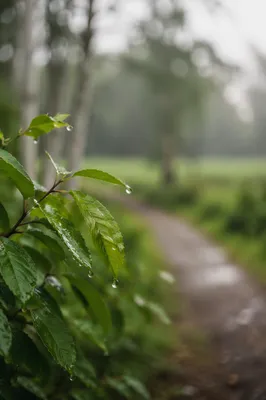 Spring Raindrops on Fresh Green Leaves