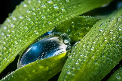Spring Raindrops on Fresh Green Leaves