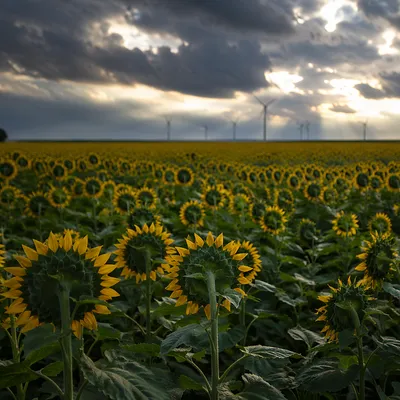 Sunflower Field Beneath Dramatic Storm Sky