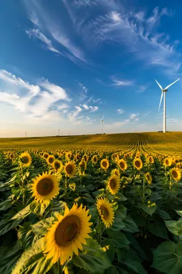Sunflower Field Under Vivid Blue Sky