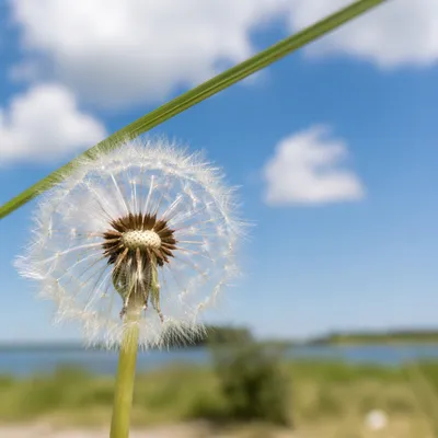 Sunlit Dandelion Under Blue Summer Sky