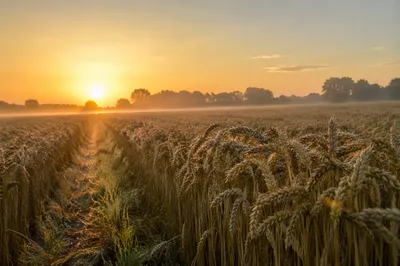 Sunrise Over Dewy Wheat Field