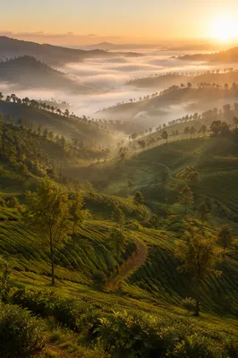 Morning Mist Over Terraced Tea Hills