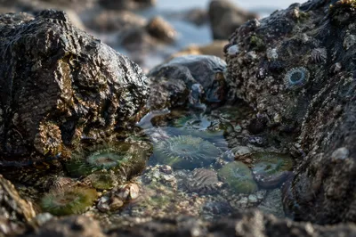 Quiet Tide Pool Among Coastal Rocks