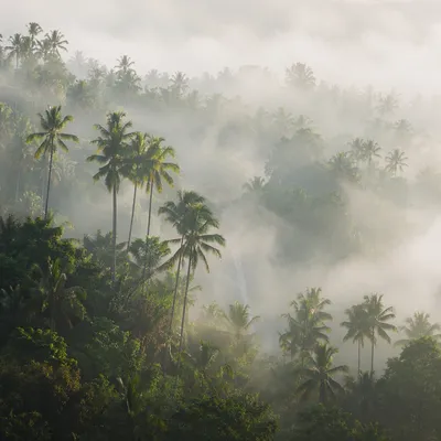 Misty Tropical Jungle Canopy at Dawn