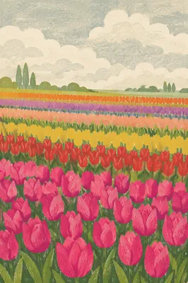 Colorful Tulip Field Rows in Netherlands