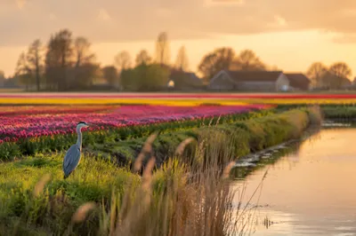 Golden Hour Tulip Fields with Heron