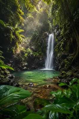 Secluded Tropical Waterfall in Lush Jungle