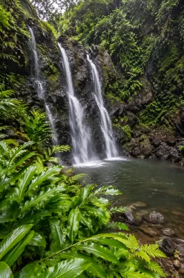 Lush Tropical Jungle Waterfall After Rain