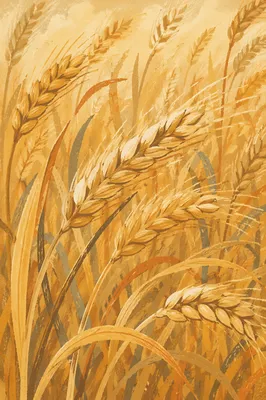 Golden Hour Wheat Field in Gentle Breeze