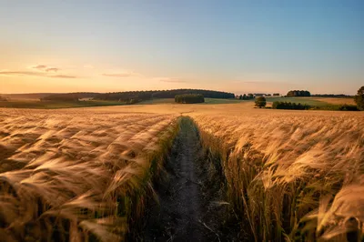 Golden Hour Wind Across Wheat Field