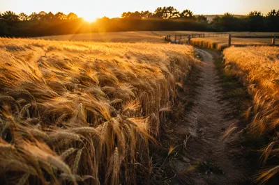 Golden Hour Wind Through Wheat Field